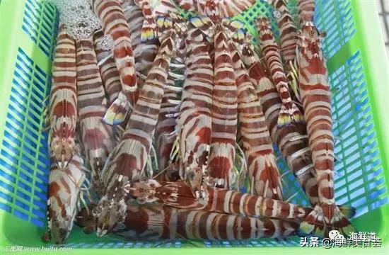 海鲜种类有哪些最好吃的是哪种（市场常见的102种海鲜）(51)