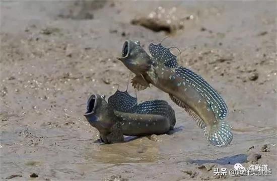 海鲜种类有哪些最好吃的是哪种（市场常见的102种海鲜）(93)