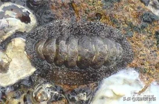 海鲜种类有哪些最好吃的是哪种（市场常见的102种海鲜）(91)