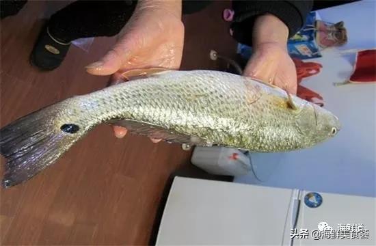 海鲜种类有哪些最好吃的是哪种（市场常见的102种海鲜）(36)