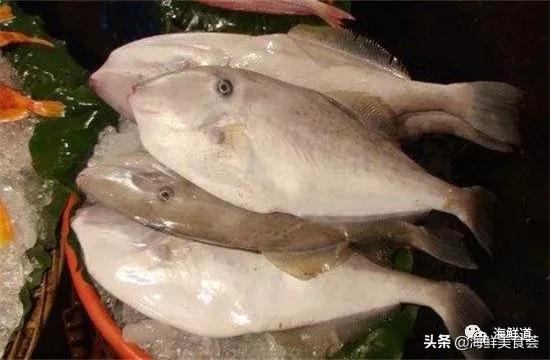 海鲜种类有哪些最好吃的是哪种（市场常见的102种海鲜）(54)