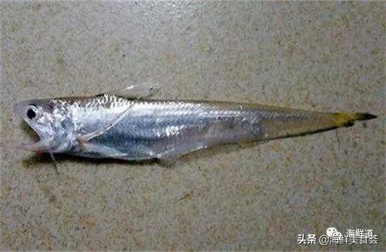 海鲜种类有哪些最好吃的是哪种（市场常见的102种海鲜）(64)