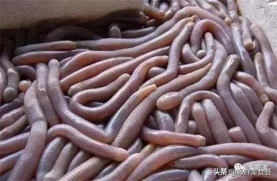 海鲜种类有哪些最好吃的是哪种（市场常见的102种海鲜）(19)