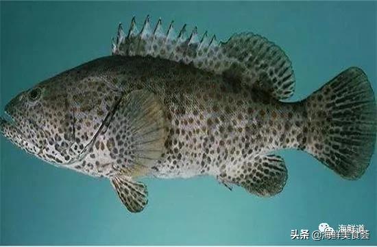 海鲜种类有哪些最好吃的是哪种（市场常见的102种海鲜）(3)