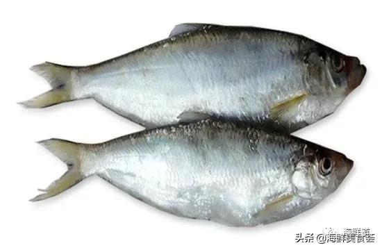 海鲜种类有哪些最好吃的是哪种（市场常见的102种海鲜）(81)