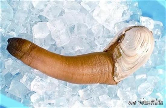 海鲜种类有哪些最好吃的是哪种（市场常见的102种海鲜）(9)