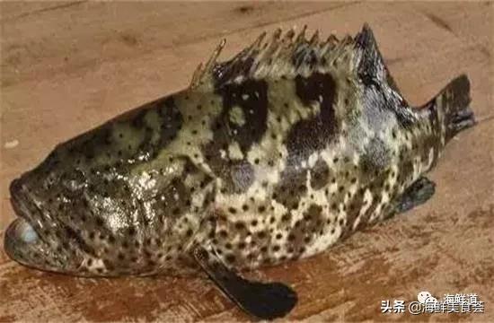 海鲜种类有哪些最好吃的是哪种（市场常见的102种海鲜）(2)