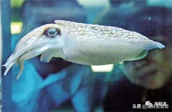 海鲜种类有哪些最好吃的是哪种（市场常见的102种海鲜）(96)