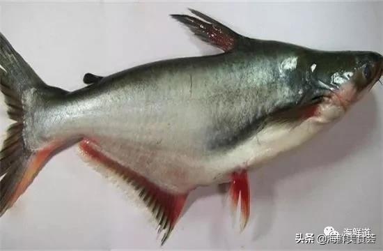 海鲜种类有哪些最好吃的是哪种（市场常见的102种海鲜）(33)