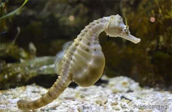 海鲜种类有哪些最好吃的是哪种（市场常见的102种海鲜）(71)