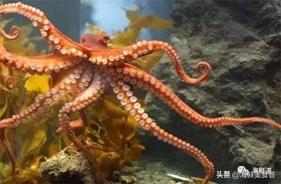 海鲜种类有哪些最好吃的是哪种（市场常见的102种海鲜）(102)