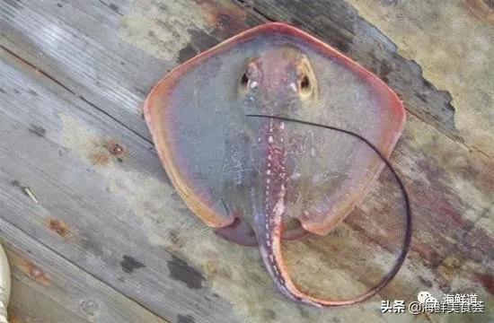 海鲜种类有哪些最好吃的是哪种（市场常见的102种海鲜）(57)