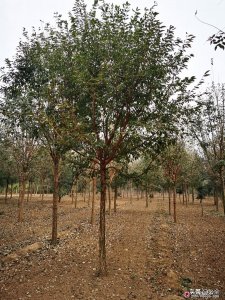 ​北方最值钱的树木排名（北方可以种的名贵树木）