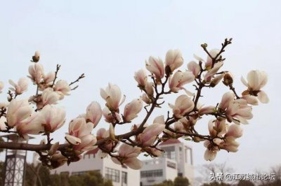 ​岛城扬中，花城扬中