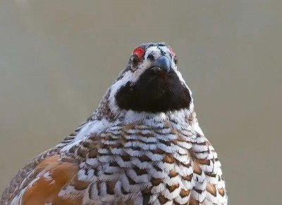 ​“飞龙”不是龙？