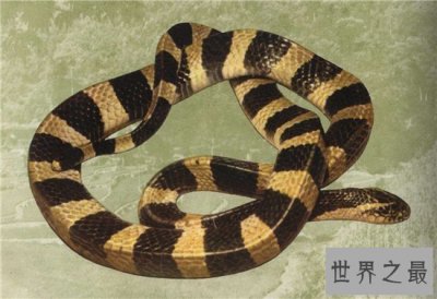 ​爬行动物有哪些？蚯蚓没有骨头可做药材