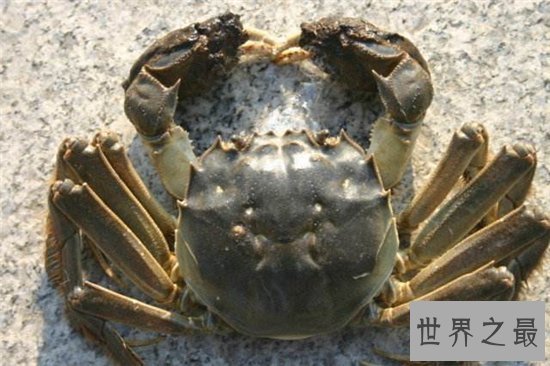 爬行动物有哪些？蚯蚓没有骨头可做药材