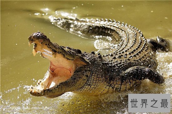 爬行动物有哪些？蚯蚓没有骨头可做药材