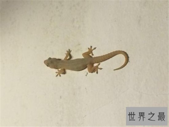 爬行动物有哪些？蚯蚓没有骨头可做药材