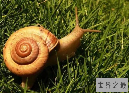 爬行动物有哪些？蚯蚓没有骨头可做药材