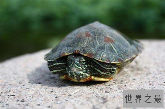 爬行动物有哪些？蚯蚓没有骨头可做药材