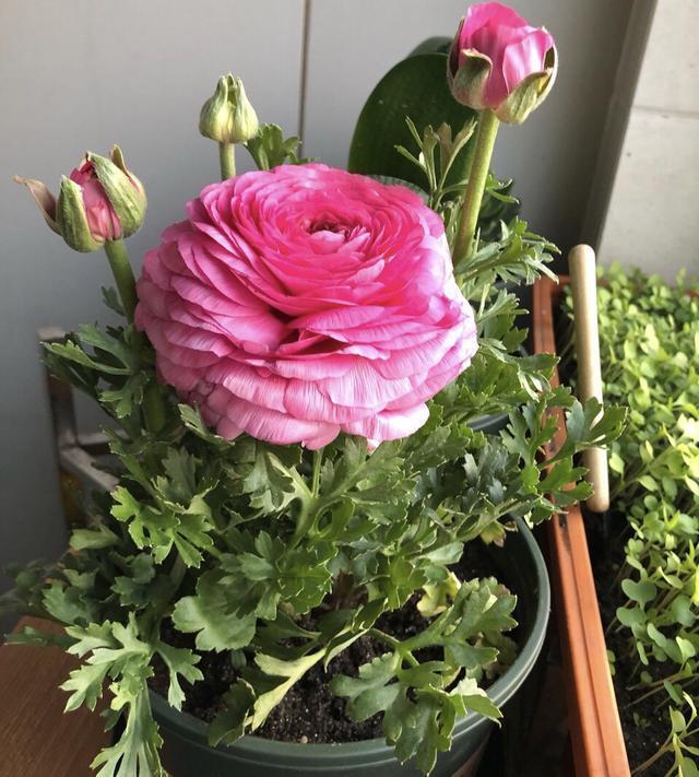 邻居种了1盆“芹菜”，却开出了“牡丹花”，花苞又大又鲜艳