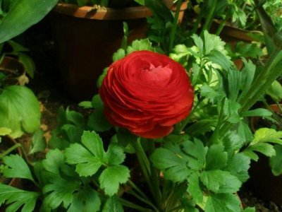 ​邻居种了1盆“芹菜”，却开出了“牡丹花”，花苞又大又鲜艳