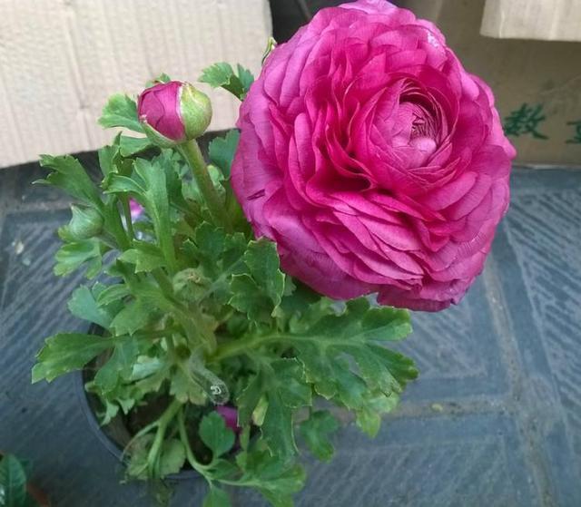 邻居种了1盆“芹菜”，却开出了“牡丹花”，花苞又大又鲜艳