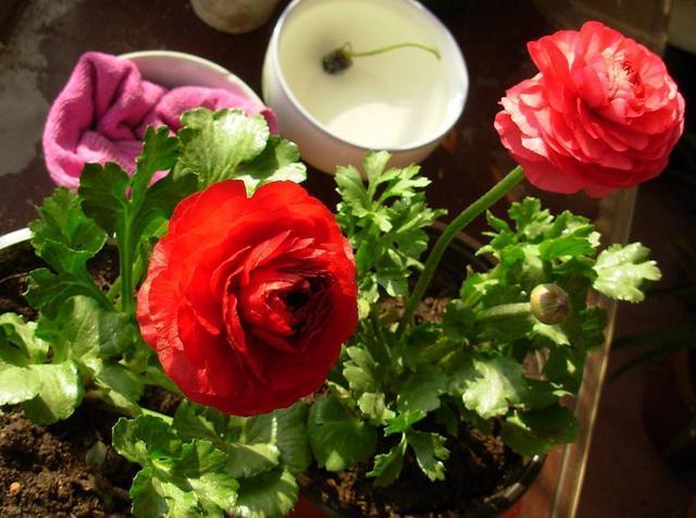 邻居种了1盆“芹菜”，却开出了“牡丹花”，花苞又大又鲜艳