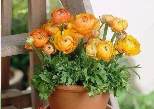 邻居种了1盆“芹菜”，却开出了“牡丹花”，花苞又大又鲜艳