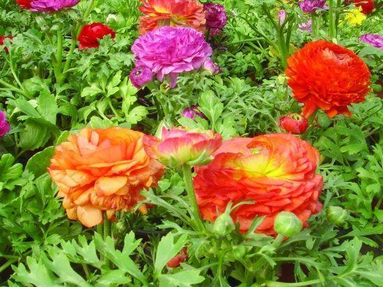 邻居种了1盆“芹菜”，却开出了“牡丹花”，花苞又大又鲜艳