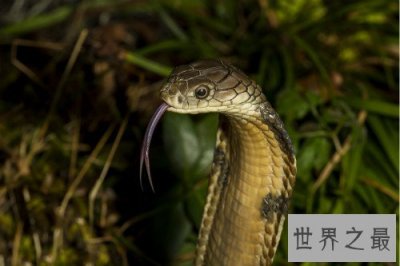 ​眼镜王蛇VS黄金眼镜蛇,眼镜王蛇是蛇类煞星(体内有抗毒血清)