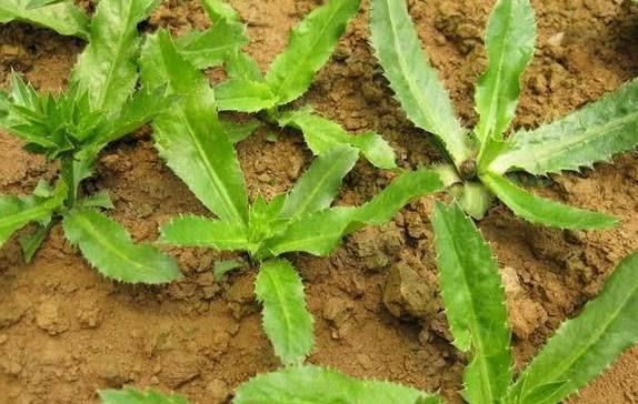 它长在农村常被误认成杂草,却是最好吃“香菜”,一斤30多块钱