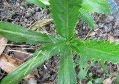 ​它长在农村常被误认成杂草，却是最好吃“香菜”，一斤30多块钱