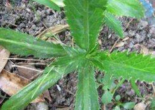 它长在农村常被误认成杂草,却是最好吃“香菜”,一斤30多块钱