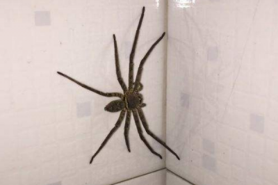 ​蟑螂的天敌是什么?室内最大蜘蛛-高脚蛛(抑制繁殖)