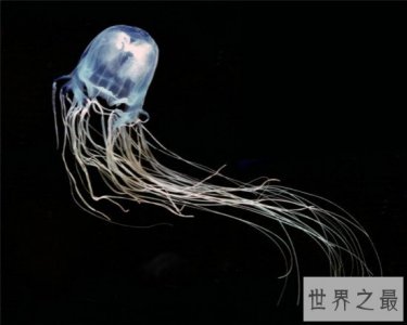 ​世界上最毒的水母,箱水母比毒蛇还毒（被刺中30秒内死亡）