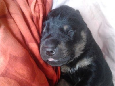 ​小狗多大能正常走路 多久睁开眼睛