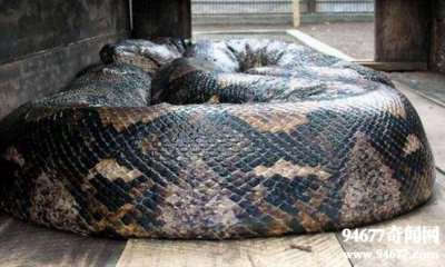 ​世界上最大的蛇，长达19米的桂花巨蟒(吉尼斯认证)