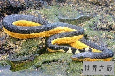 ​世界十大毒蛇分别是哪些 慢性毒液让你毫无察觉