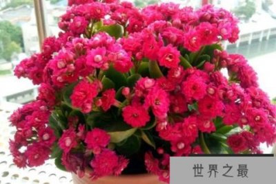 ​世界十大最旺风水的花，长寿花排第一位