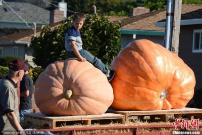 ​世界最大南瓜重逾900公斤