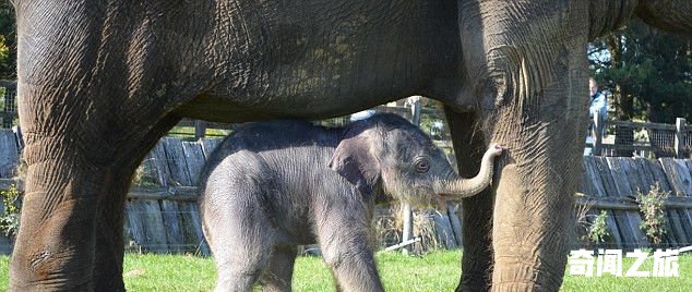 英国一大象怀孕2年平安分娩 幼崽踮脚喝奶(1)_