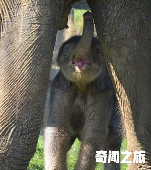 英国一大象怀孕2年平安分娩 幼崽踮脚喝奶(4)_