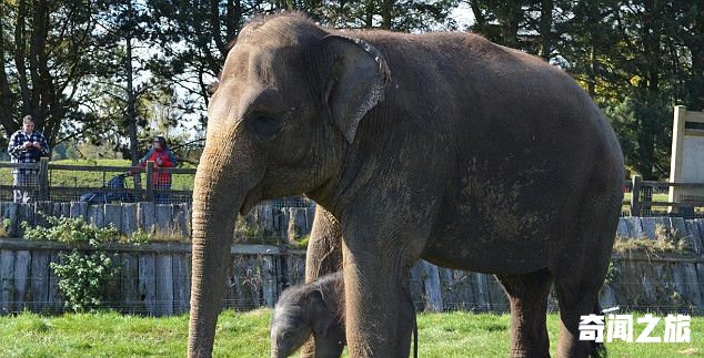 英国一大象怀孕2年平安分娩 幼崽踮脚喝奶(3)_