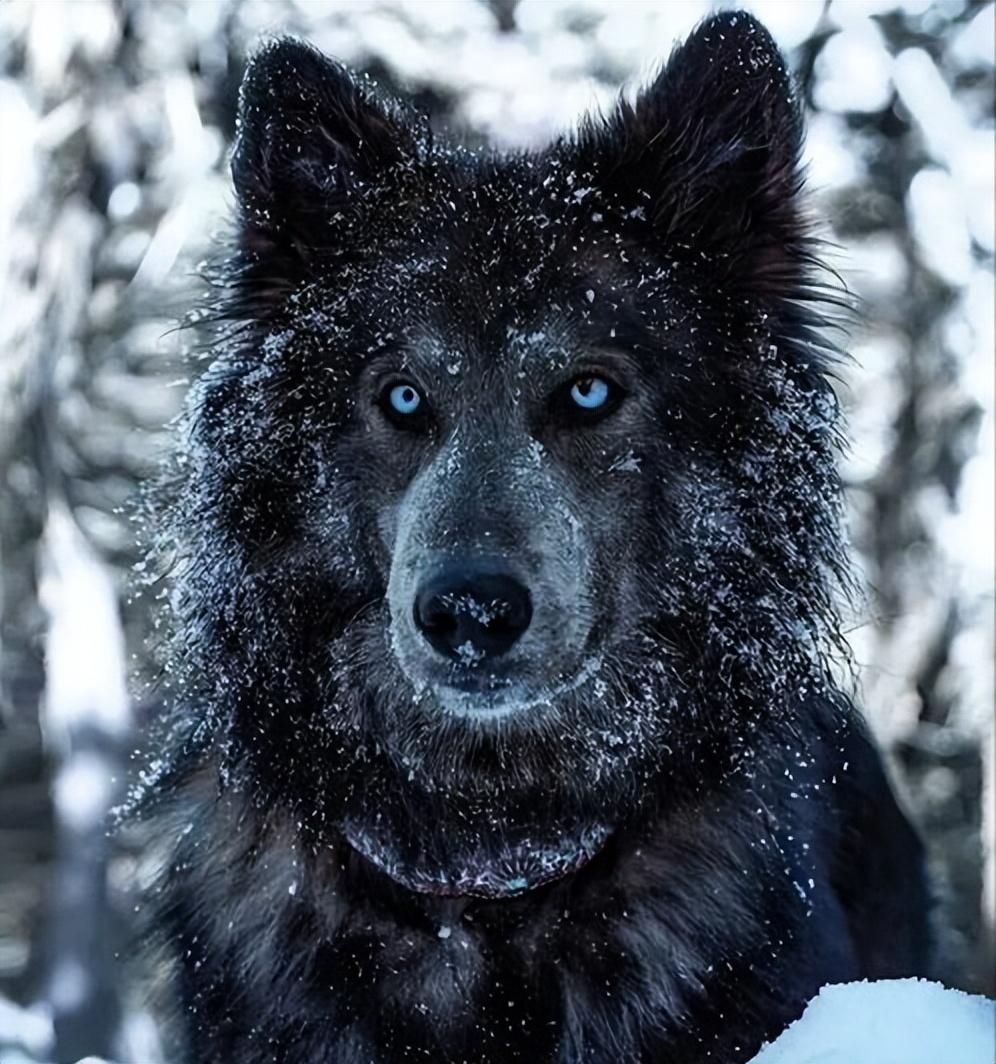 最贵的狗!(世界最贵的狗排名第一的品种)(图4) 最贵的狗!(世界最贵的狗排名第一的品种)(图4)