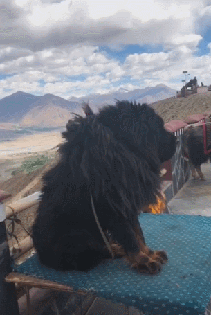 最贵的狗!(世界最贵的狗排名第一的品种)(图3) 最贵的狗!(世界最贵的狗排名第一的品种)(图3)