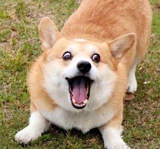 ​最贵的狗!（世界最贵的狗排名第一的品种）