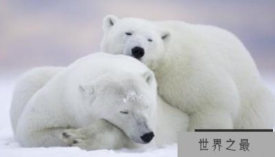 ​北极生活着哪些动物，生活在北极的12种动物