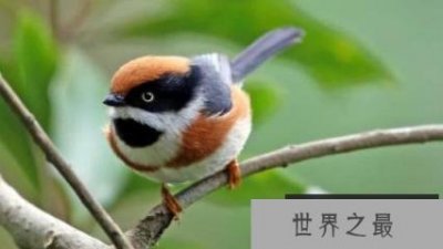 ​世界上最邪恶的四大动物，僵尸鸟专吃动物大脑